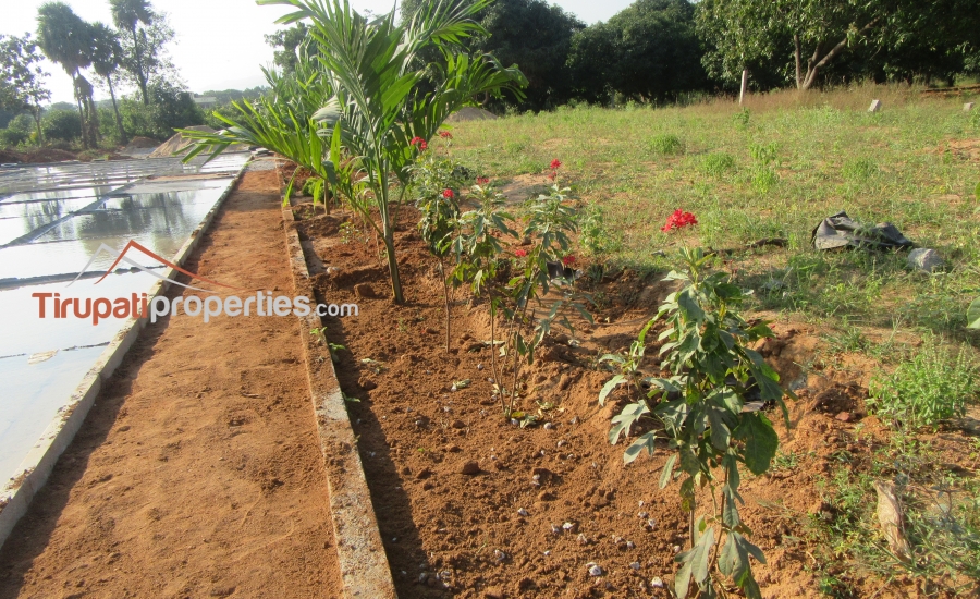 East and West Facing Plots for Sale Before Vidyanikethan College, Tirupati